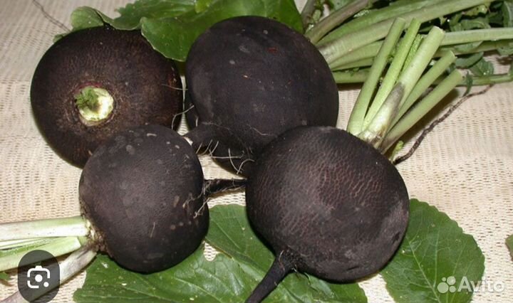 Черная редька