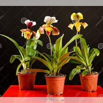 Орхидея Paphiopedilum American Hybrid