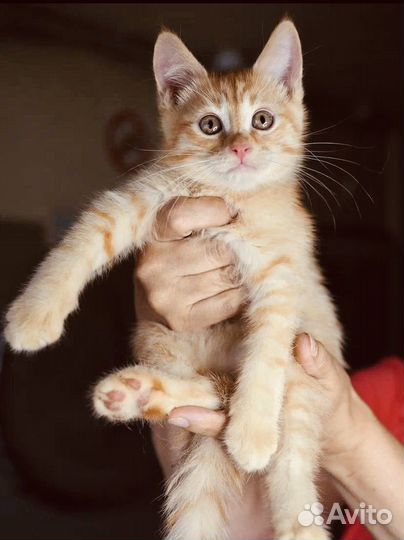 Котенок Форест рыжий полосатик ищет семью