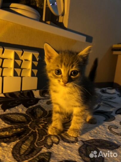 Самые лучшие котята в добрые руки