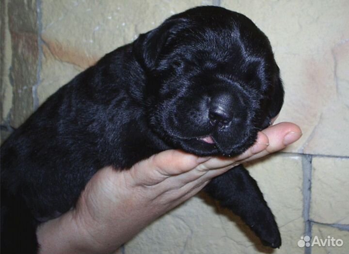 Щенки самоеда