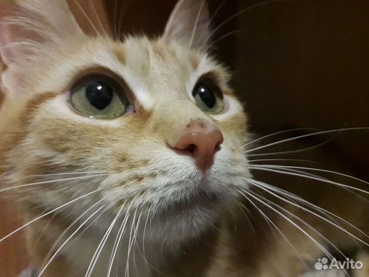 Передержка животных