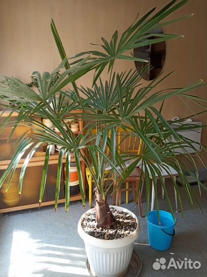 Пальма Трахикарпус