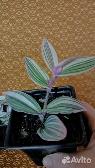 Черенки хорошо укорененные