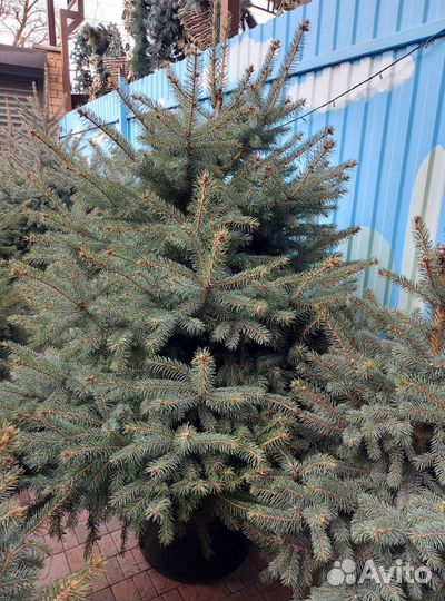 Ель 1.5м