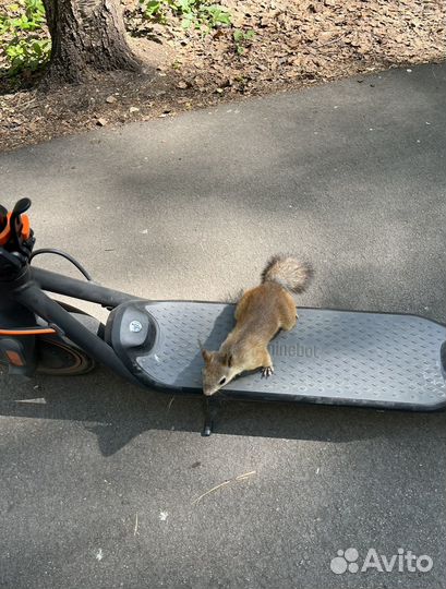 Электросамокат ninebot kickscooter f40