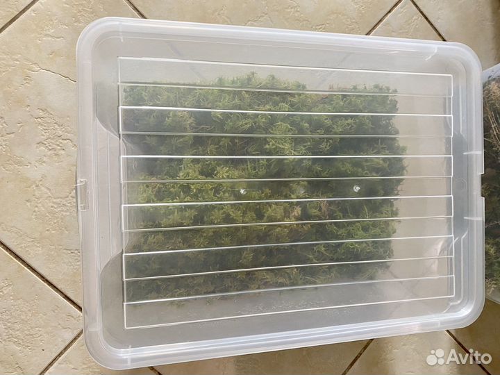 Мох сфагнум живой в 18 литровом контейнере