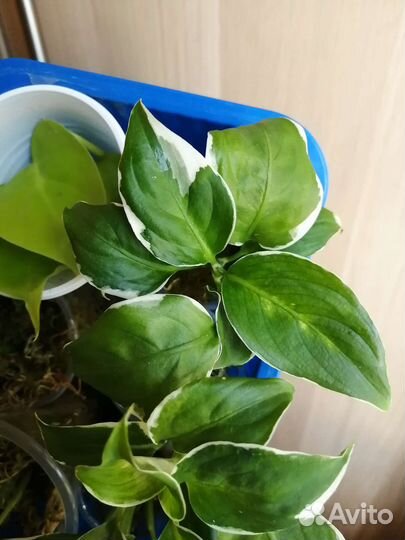 Диффенбахия вариегатная Кул бьюти