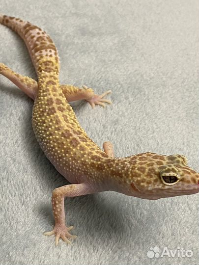 Эублефар. Самка, раптор