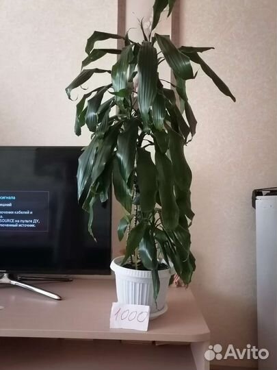 Комнатные цветы