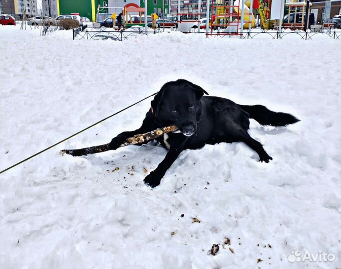 Выгул собак