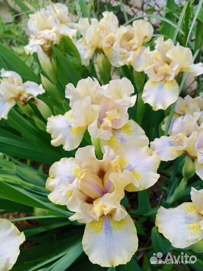 Ирисы - остатки всегда сладки