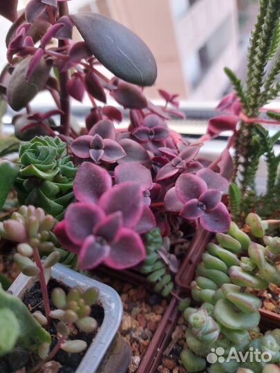 Набор черенков суккулентов для садика