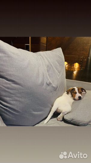 Щенок джек рассел