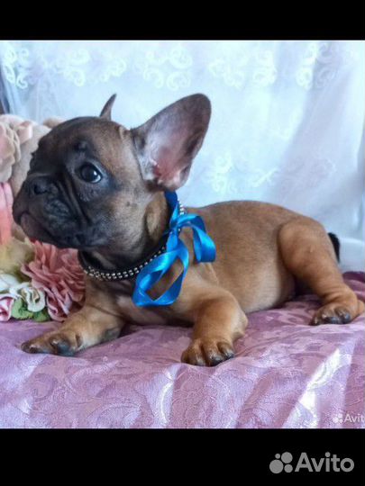Щенок французского бульдога