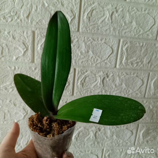 Орхидея бабочка