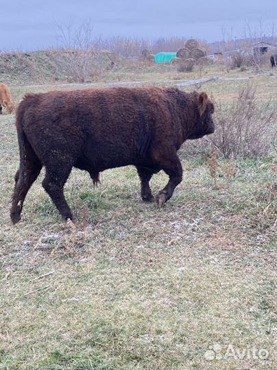 Быки абердин ангус