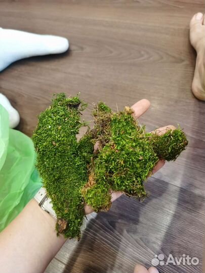 Шишки, фрагменты мха