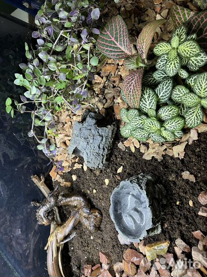 Полидариум для краба