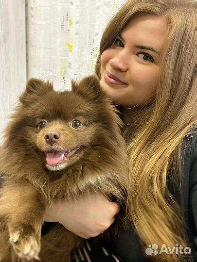 Передержка собак /кошек/ Догситтер / Кэтситтер