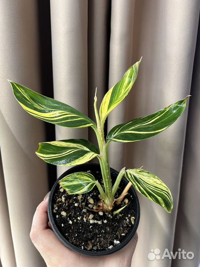 Альпиния вариегатная