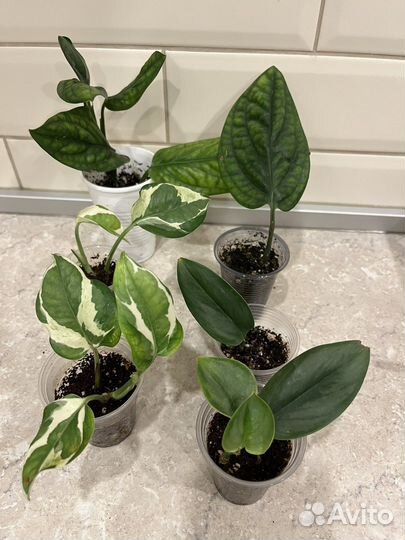 Сциндапсусы, сингониумы и другое