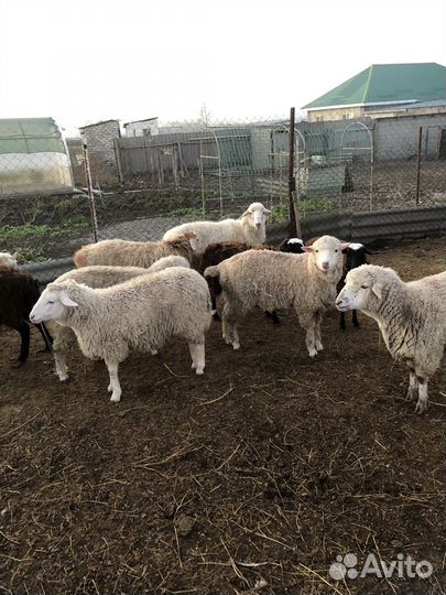Овцы бараны