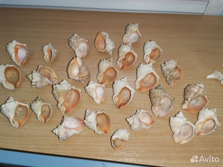 Морские ракушки