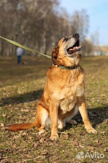 Мечтает стать домашним