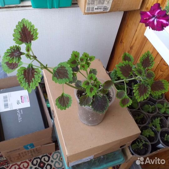 Колеусы сортовые