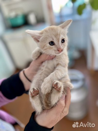 Котята в дар