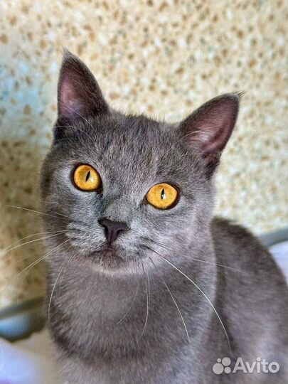 Молодой котик