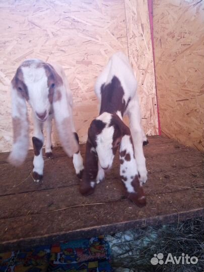 Козлята камори