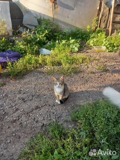Котята в добрые руки бесплатно