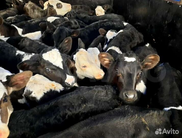 Бычки на откорм