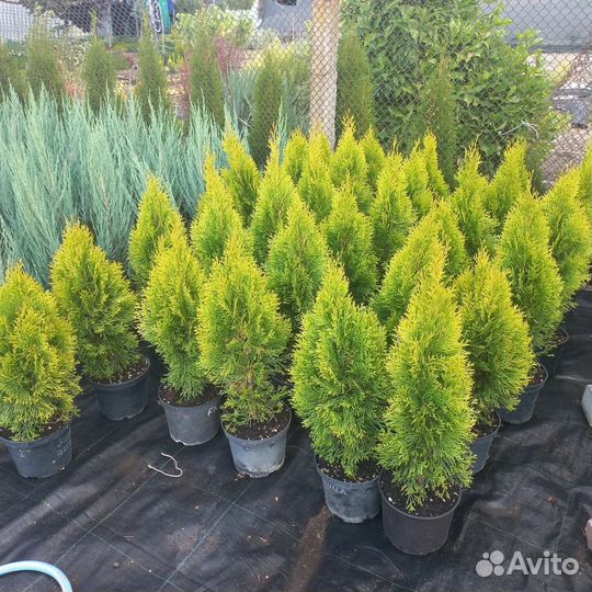 Туя Голден Смарагд