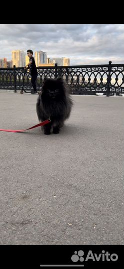 Девочки померанского шпица