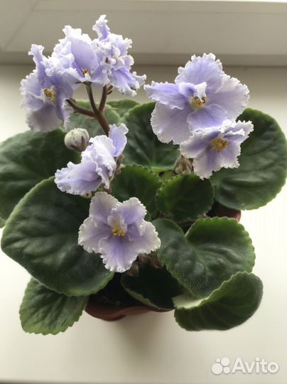 Фикус и орхидеи