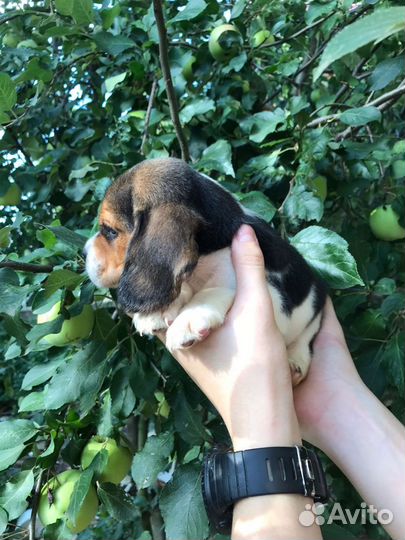 Щенки Бигль мальчики и девочки