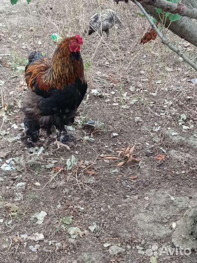 Куры петухи