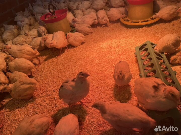 Гуси перепелки