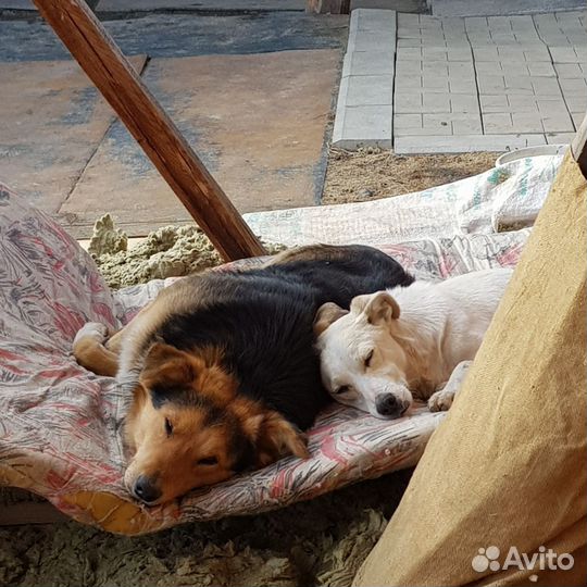 Собака для охраны