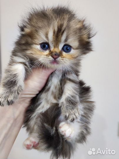 Кошка шотландская длинношерстная