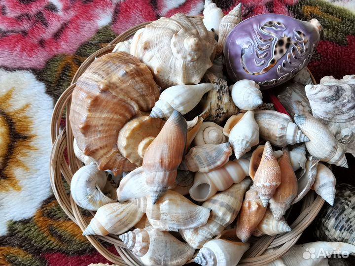 Набор морских ракушек