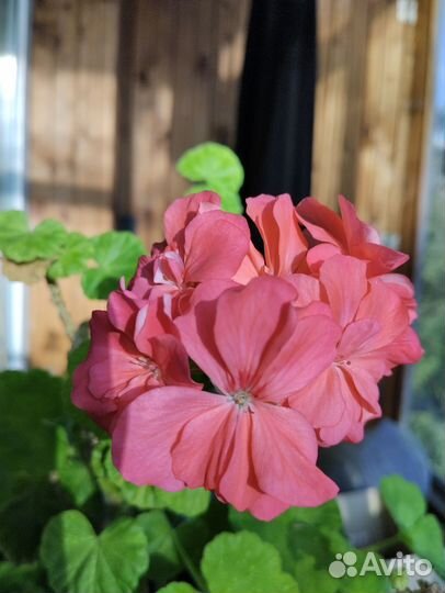 Герань пеларгония