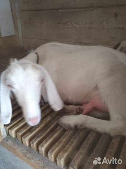 С/х животные