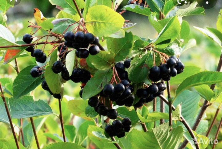 Черноплодная рябина и рябинник