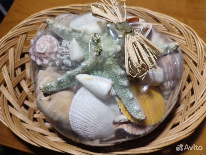 Морские ракушки