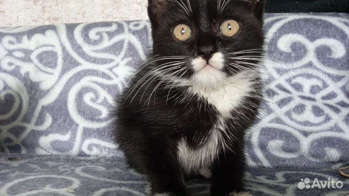 Продаю котят британцы