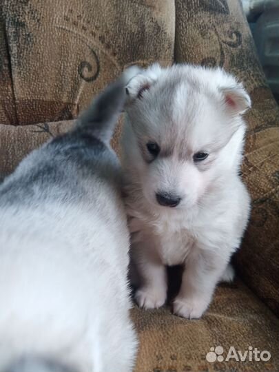 Щенки сибирской хаски